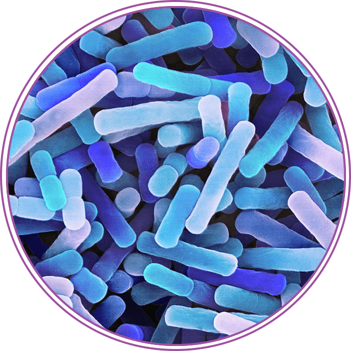 Lactobacillus jensenii